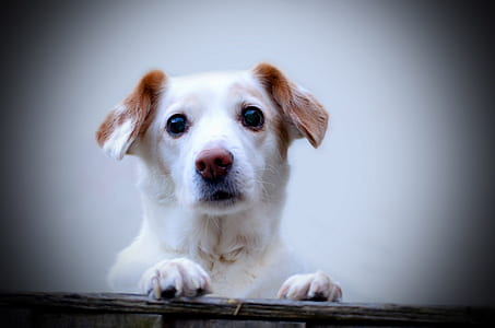 adult white and tan Jack Russell terrier