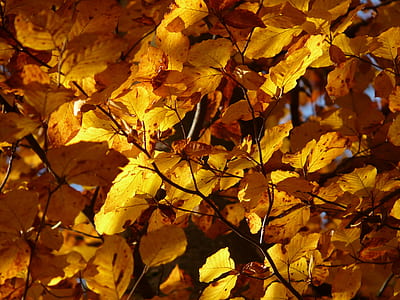 brown tree leaves