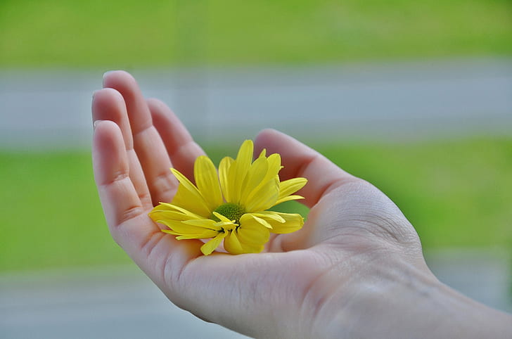person holding yellow daisy