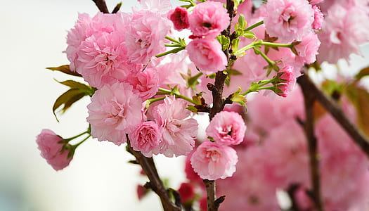 close up photograph of pink flowers
