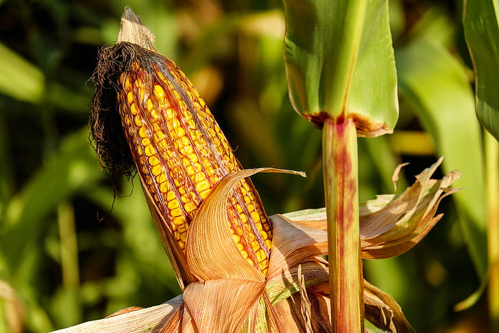 photo of yellow corn during daytime