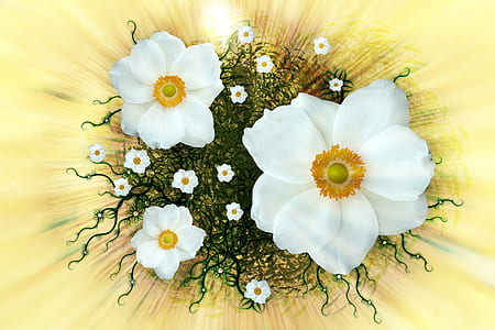 white petaled flowers wallpaper