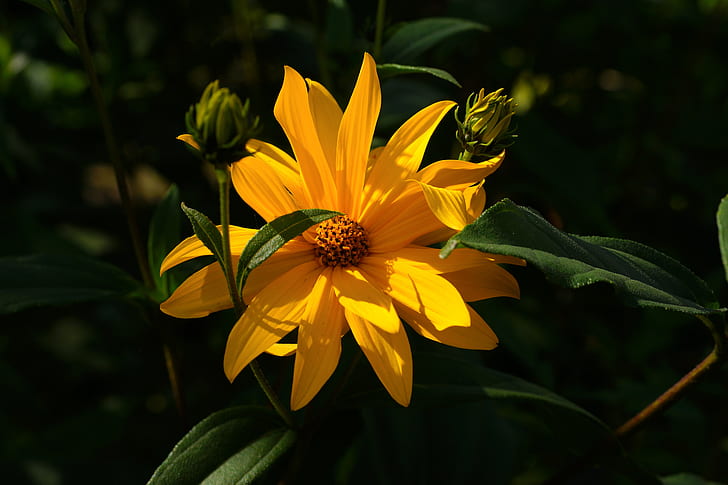 yellow multi-petaled flower focus photography