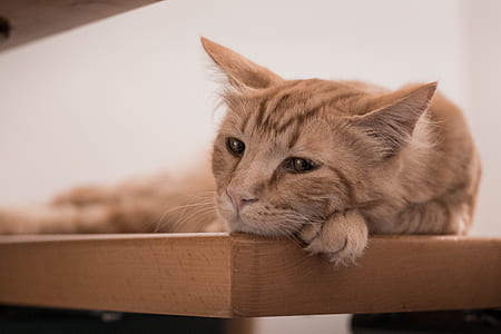 orange tabby cat lying on brown wooden table