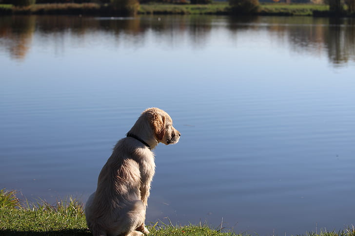 golden retriever puppy sitting on grass watching lake water during daytime