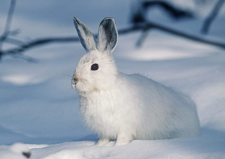 white rabbit stands on snow field
