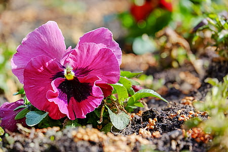 closeup photography of pink and black Pansy flower