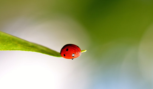 ladybug perched on green leaf selective focus photography