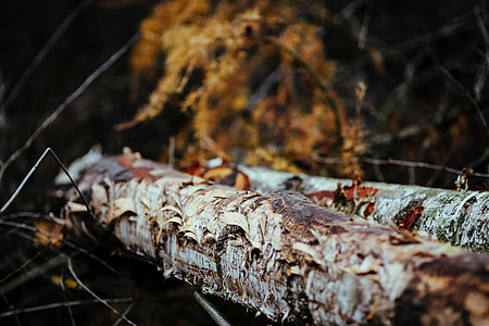 tree trunk with green leaves creeper 25063202 PNG