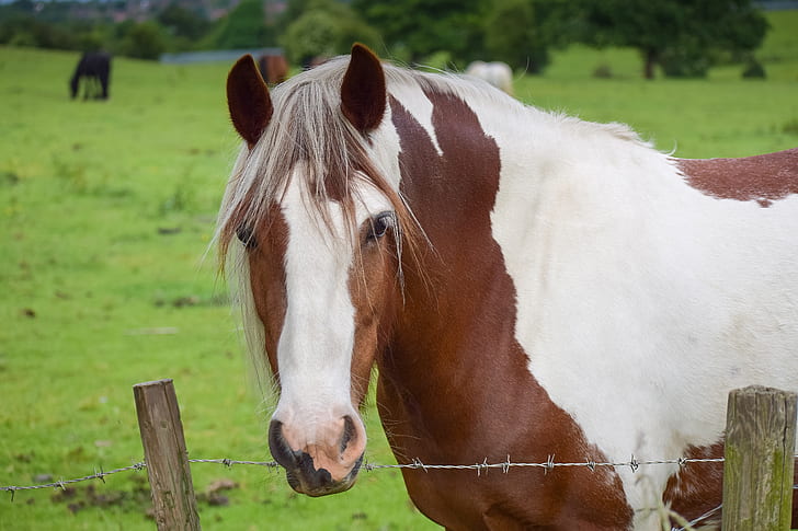closeup photo of white and brown horse