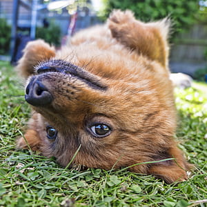 closeup photo of tan puppy on grass field