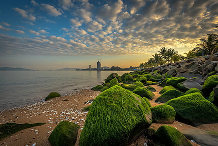 green rocks in seashore during daytime