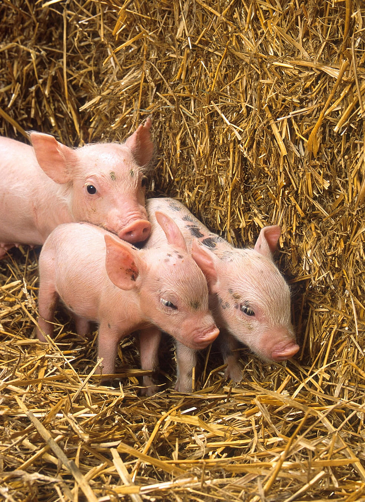 three pink piglets near brown hay