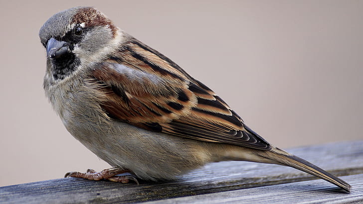 focus photography of Eurasian tree sparrow