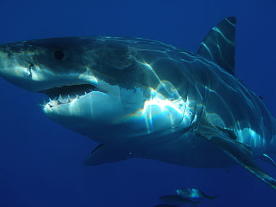 view of shark under the sea