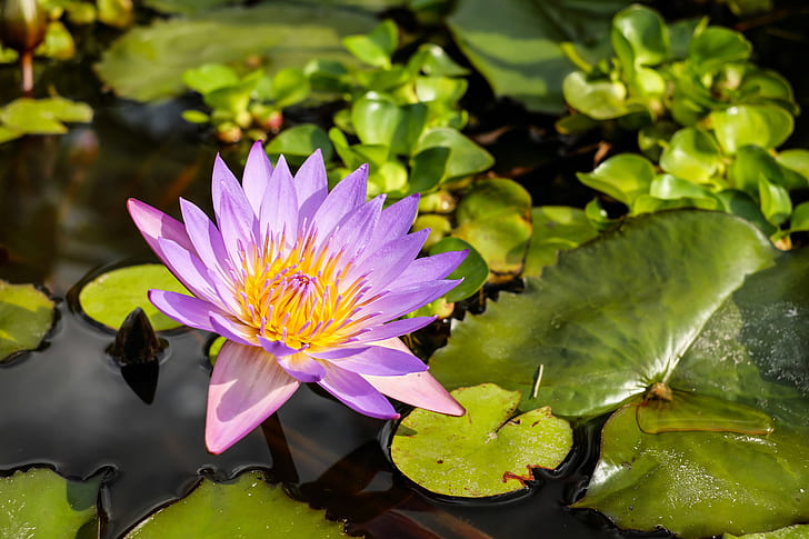 photo of purple lotus flower during daytime