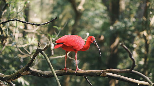 close-up photo of red bird on branch
