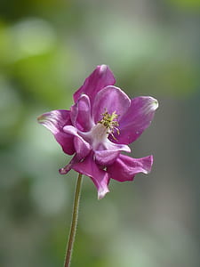 selective focus photography of pink columbine flower
