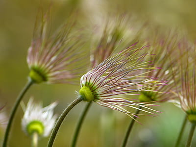 close up photo of white dandelion plant