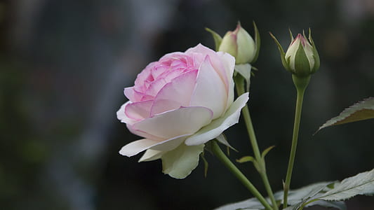 selective focus photography of white and pink rose flower with buds