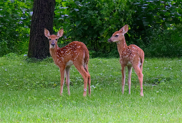photo of two brown deer standing on green grass near trees