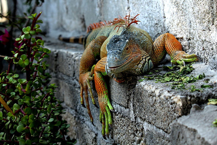 green and orange 4-legged reptile