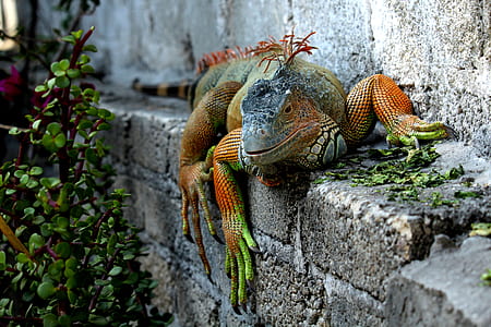 green and orange 4-legged reptile