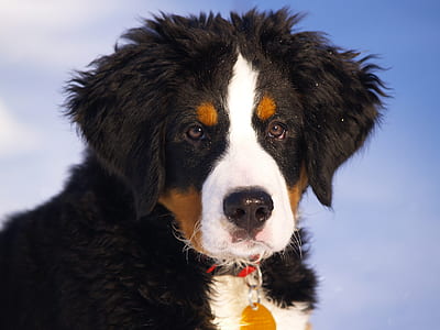 close up photo of Bernese mountain dog puppy