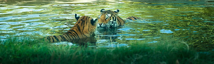 two tigers in body of water during daytime