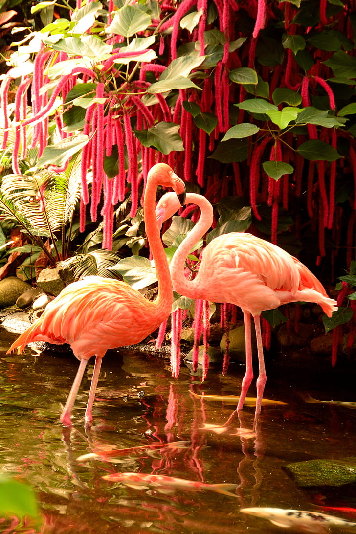 two pink flamingos near chenille plant