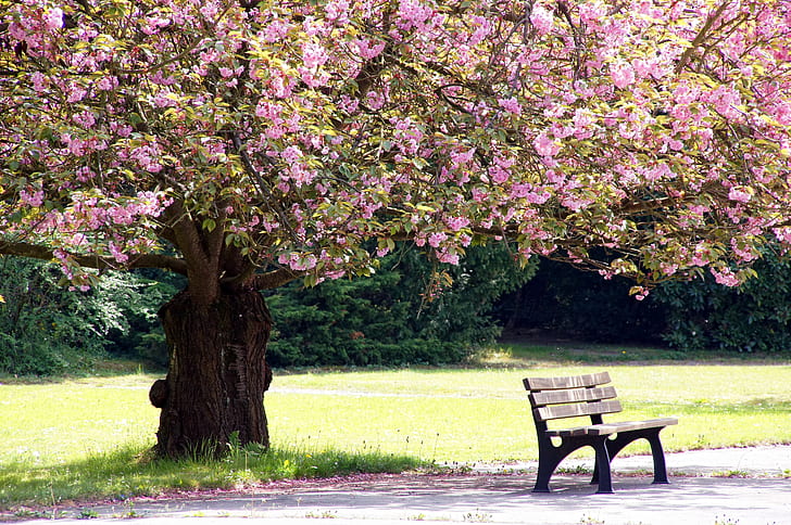 brown wooden bench near trees with pink leaves