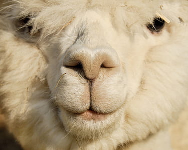 closeup photo of white llama