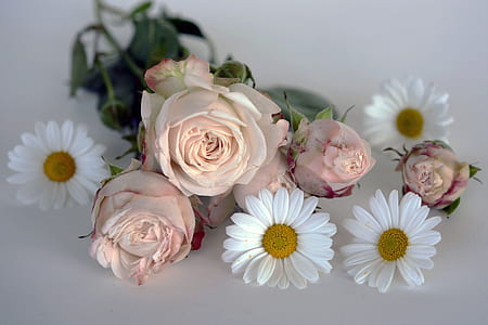 selective focus photography of pink rose and white daisy flowers