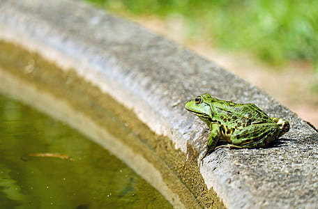 photo of green and black frog near body of water