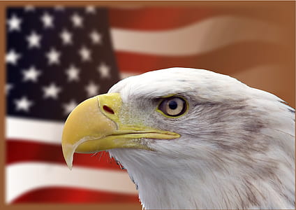 shallow focus photo of bald eagle in front of American flag