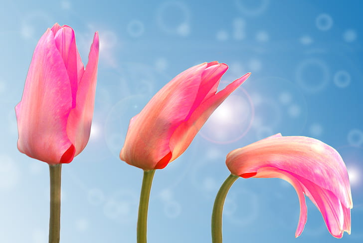 closeup photo of three pink tulip flowers