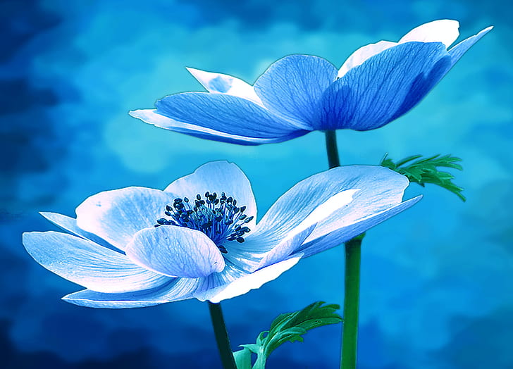 two blue petaled flowers
