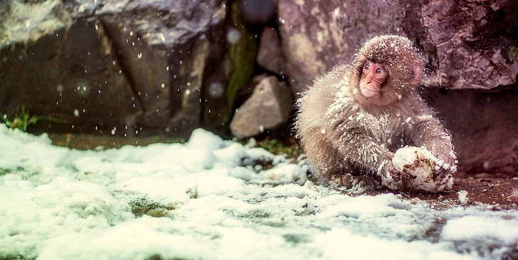 snow monkey holding snow