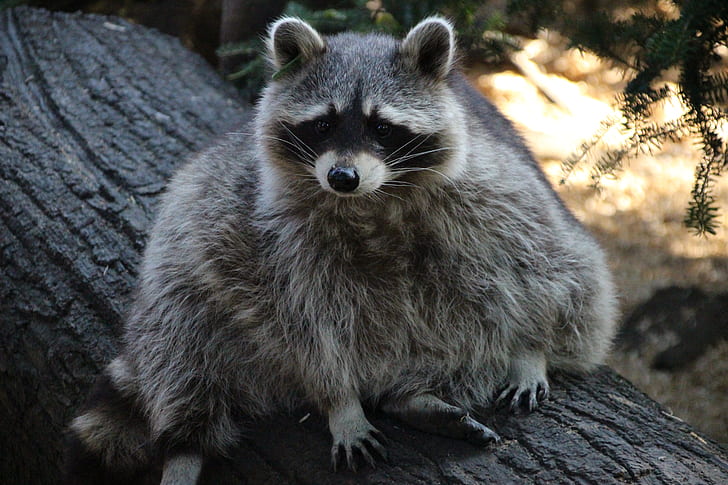 brown raccoon sitting on tree trunk