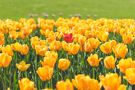 One Red Tulip Flower Surrounded by Yellow Tulips