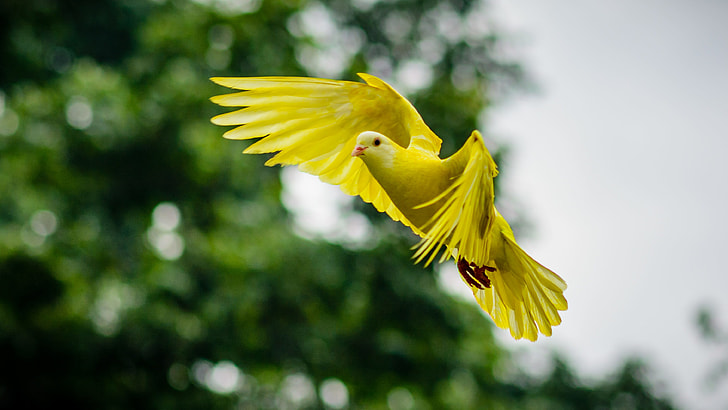 Royalty-Free photo: Shallow photography of a yellow pigeon | PickPik
