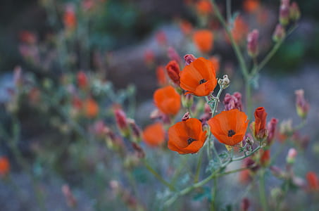 close-up photo of orange petaled flowers taken during daytime