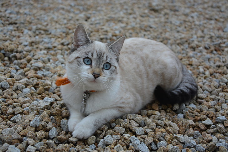 silver tabby cat lying on rock ground