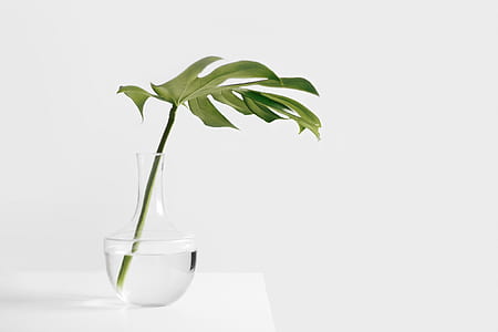 clear glass vase with green leaf