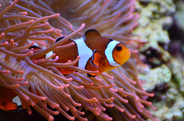 clown fish beside yellow anemone