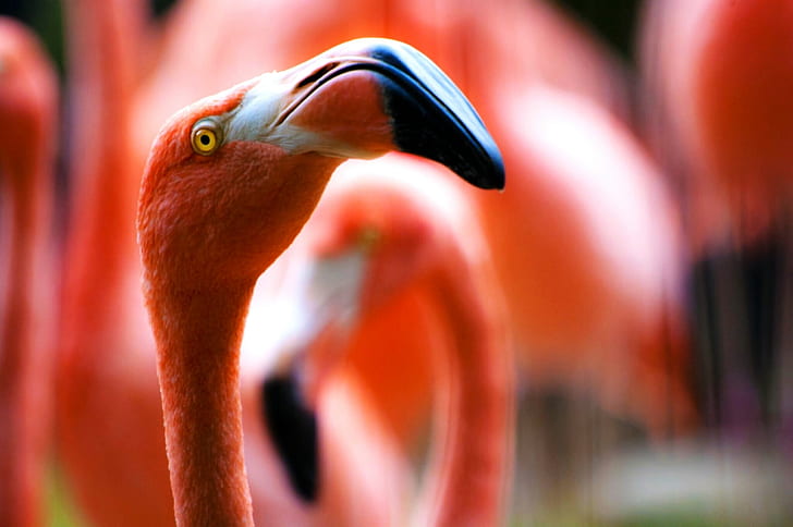 focus photography of pink flamingo