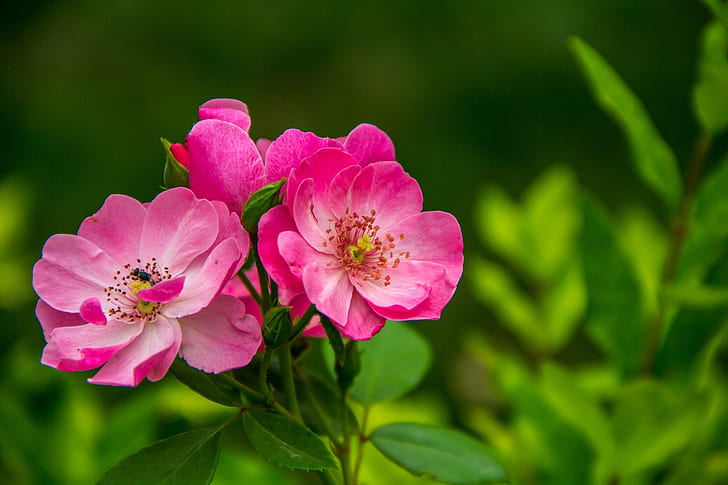 pink flowers in focus photography