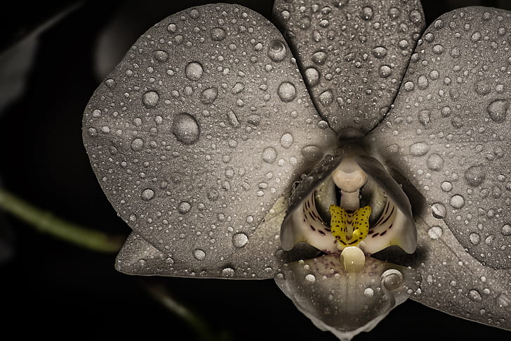 grayscale photo of moth orchid