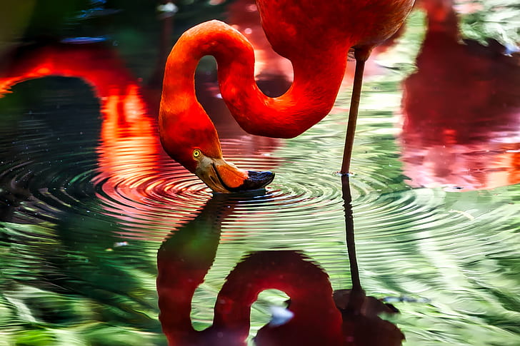 red flamingo on body of water
