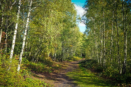 empty road between green leaf trees